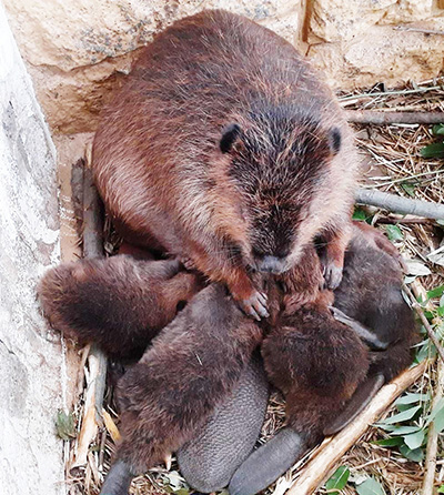 お母さんのミルクを飲む4頭の赤ちゃん