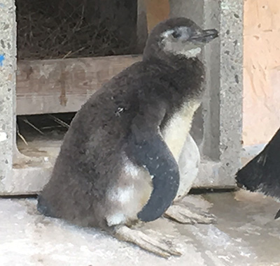 マゼランペンギンのヒナ