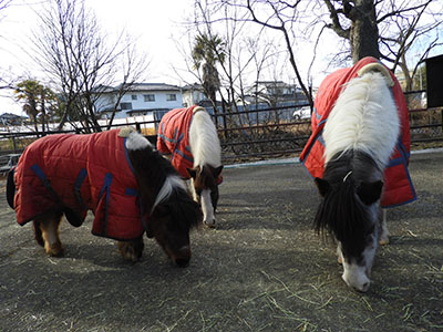 そろいの馬着がお似合い