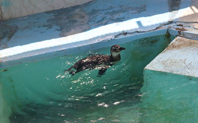 マゼランペンギンの水浴び