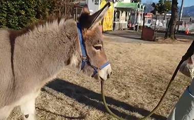 芝生広場までお散歩する「モモ」