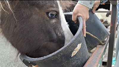 味噌汁を飲むポニー