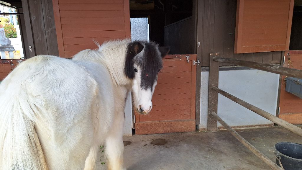 メーデー【ポニー】