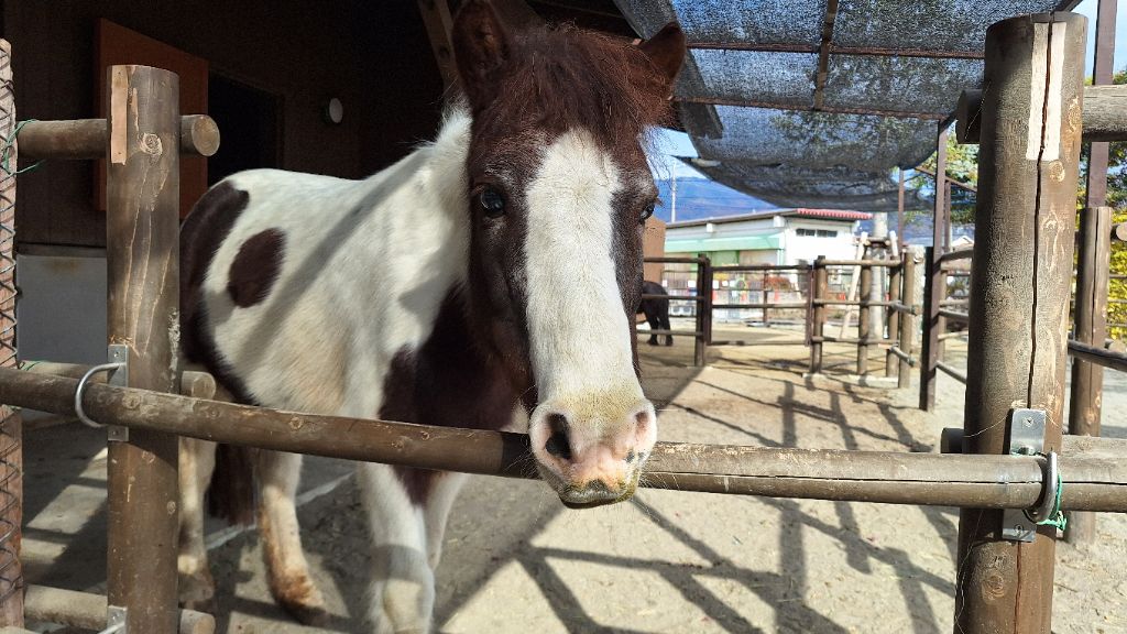 シエル【ポニー】