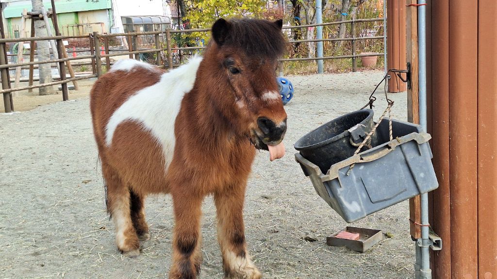 ムーミン【ポニー】