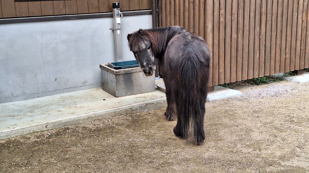 ボクちゃん【アメリカンミニチュアホース】