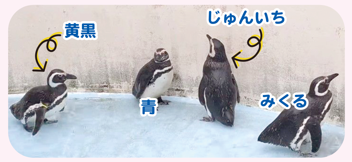 ペンギンたち