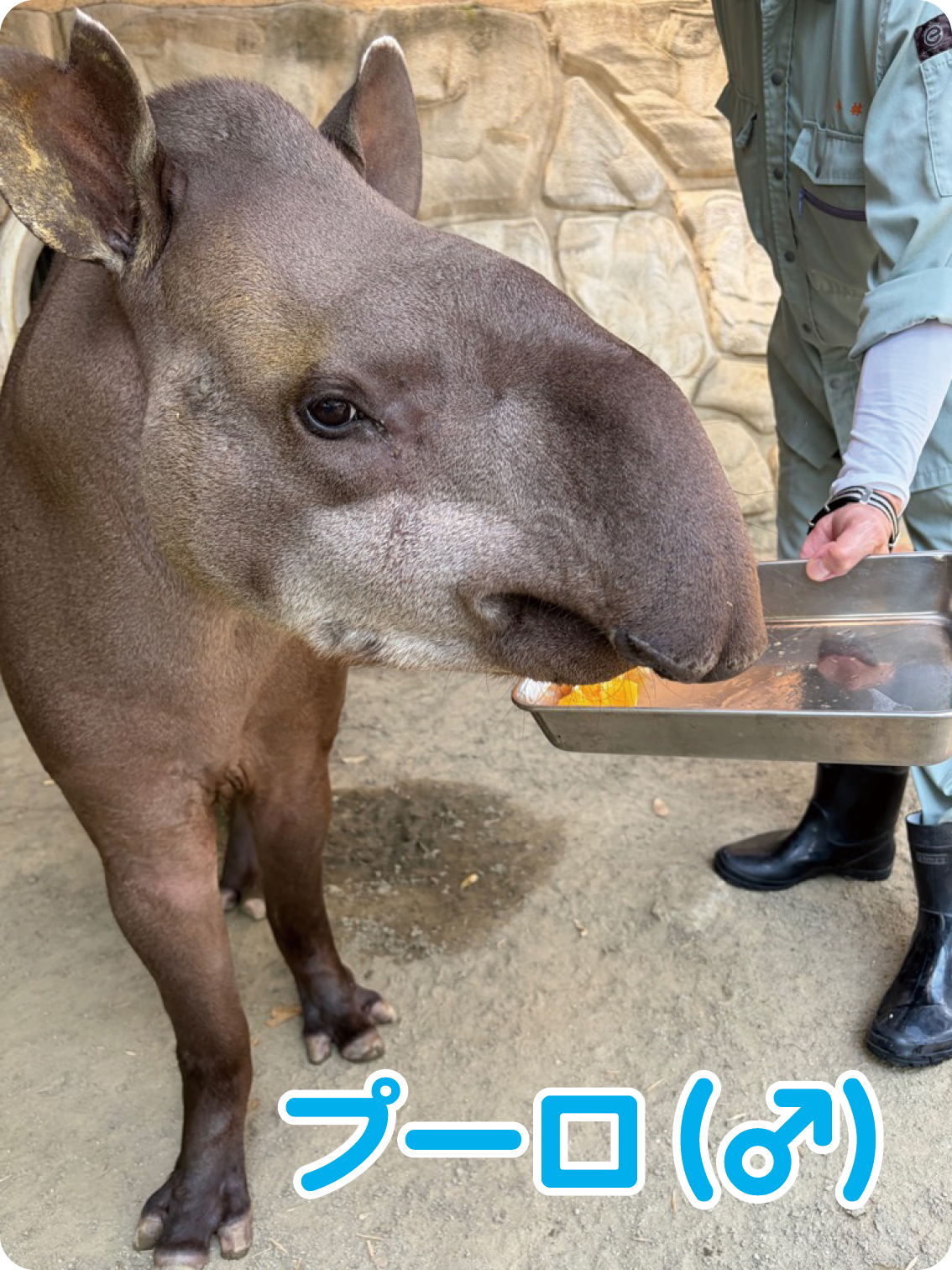 202609-zoo1