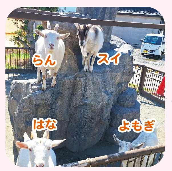 2024年に仲間入りしたヤギ