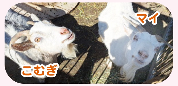 甲府市生まれのヤギ