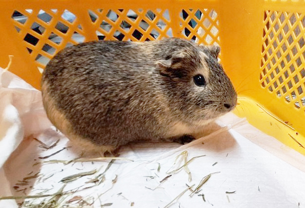 モルモットのコナ